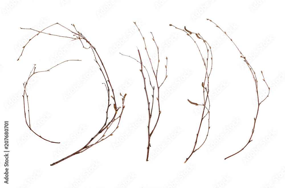 Obraz na plátně Birch branches isolated on white background