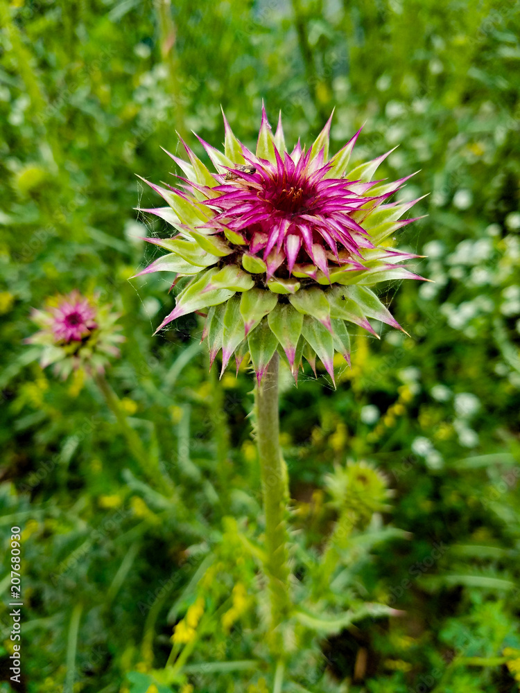 Blooming Thistle Blooming Thistle