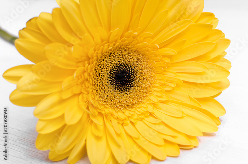 Beautiful yellow gerbera flower close up isolated on white background.
