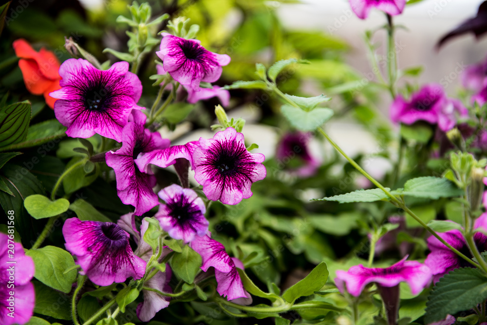 Fototapeta premium Pretty Pink and Purple Flowers in Green Garden