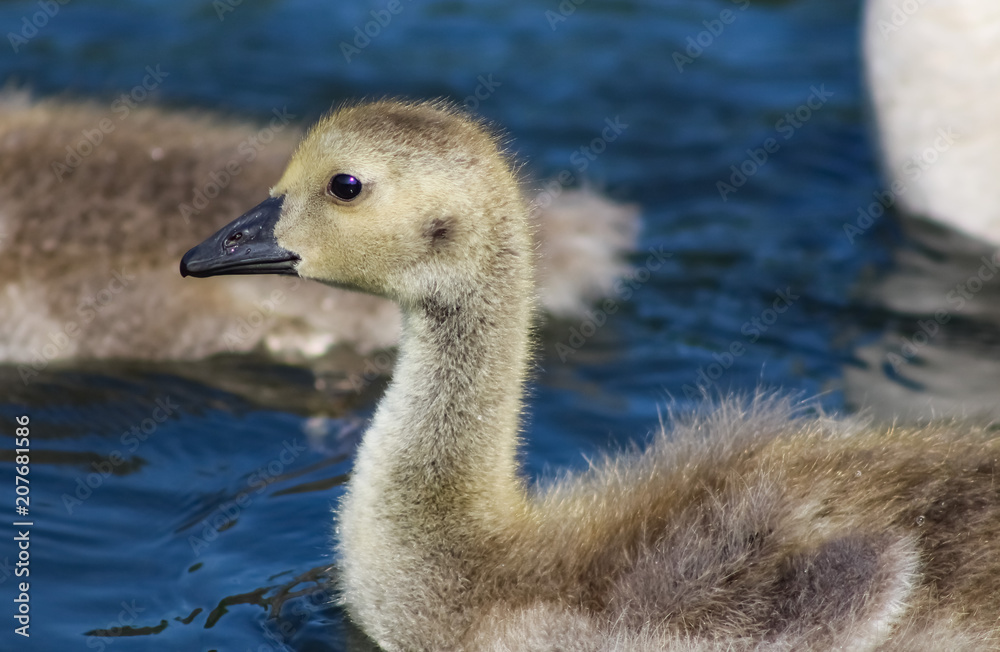 gosling gosling