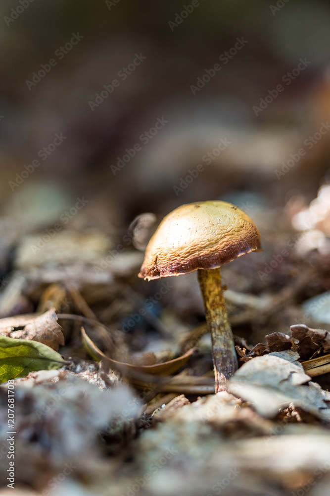 single light brown mushroom on the wood chip filled ground inside forest single light brown mushroom on the wood chip filled ground inside forest