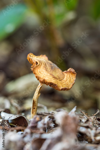 tiny brown mushroom on the ground © Yi