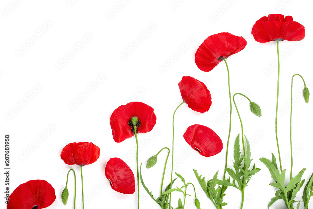 red poppy flower isolated on white background with copy space for your text