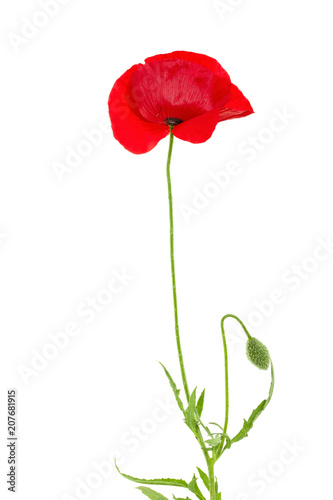 red poppy flower isolated on white background