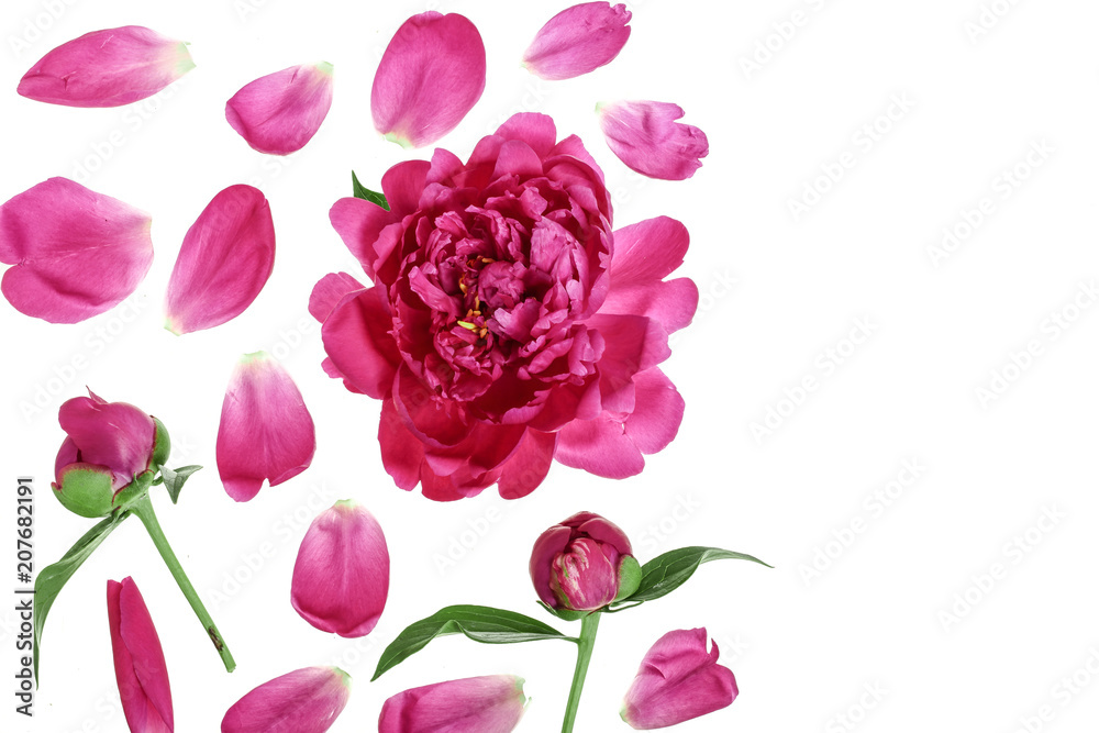 pink peony flower isolated on white background with copy space for your text. Top view. Flat lay pattern