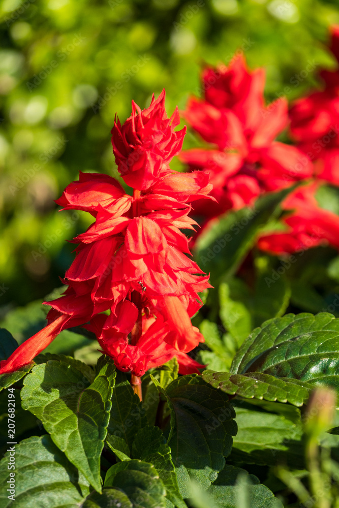 red flowers in the garden with green background red flowers in the garden with green background