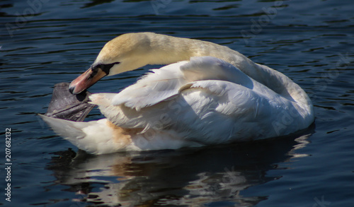 swan cleaning its foot