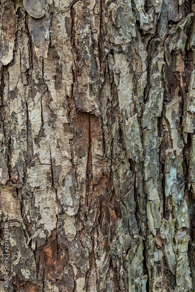 texture background of tree bark with rough and cracked surface texture background of tree bark with rough and cracked surface