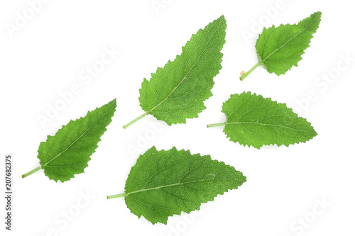 Sage leaves or Salvia officinalis isolated on white background. Top view. Flat lay pattern