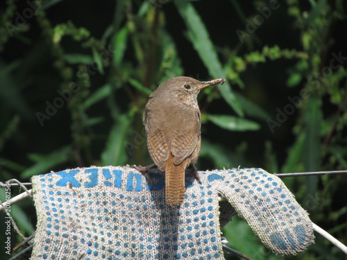 Cazador natural photo