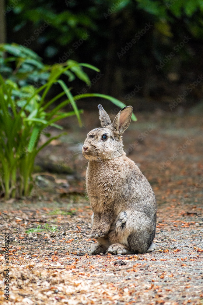 Fototapeta premium brown rabbit half stand on the concrete walk way