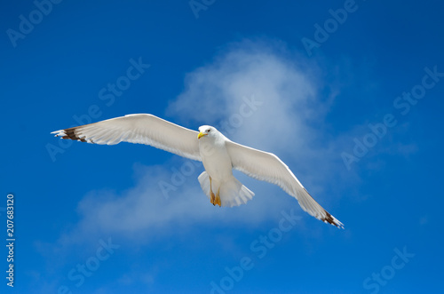 A seagull is flying in the blue sky. Seabirds.