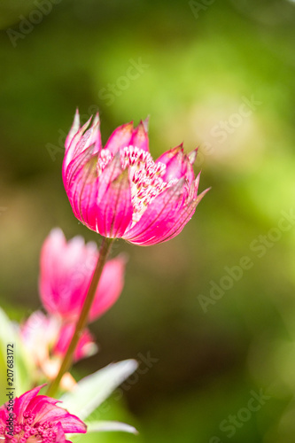 close-up of red great master flower with green background