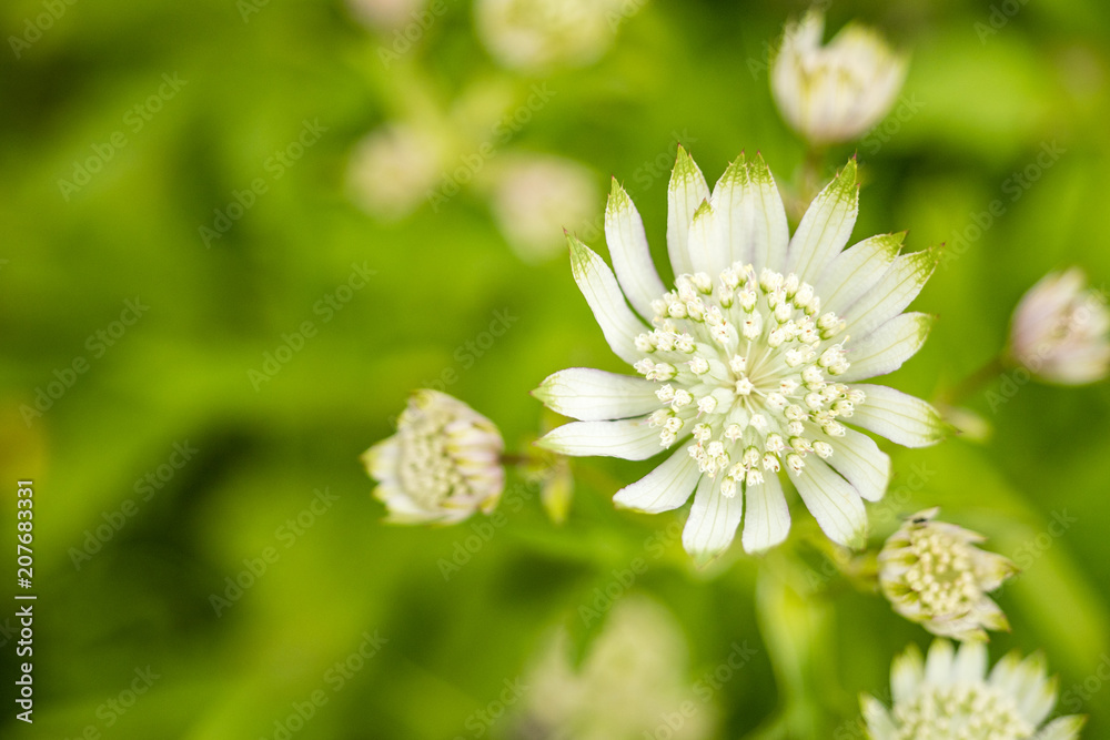white Great master flower view from above with green background white Great master flower view from above with green background