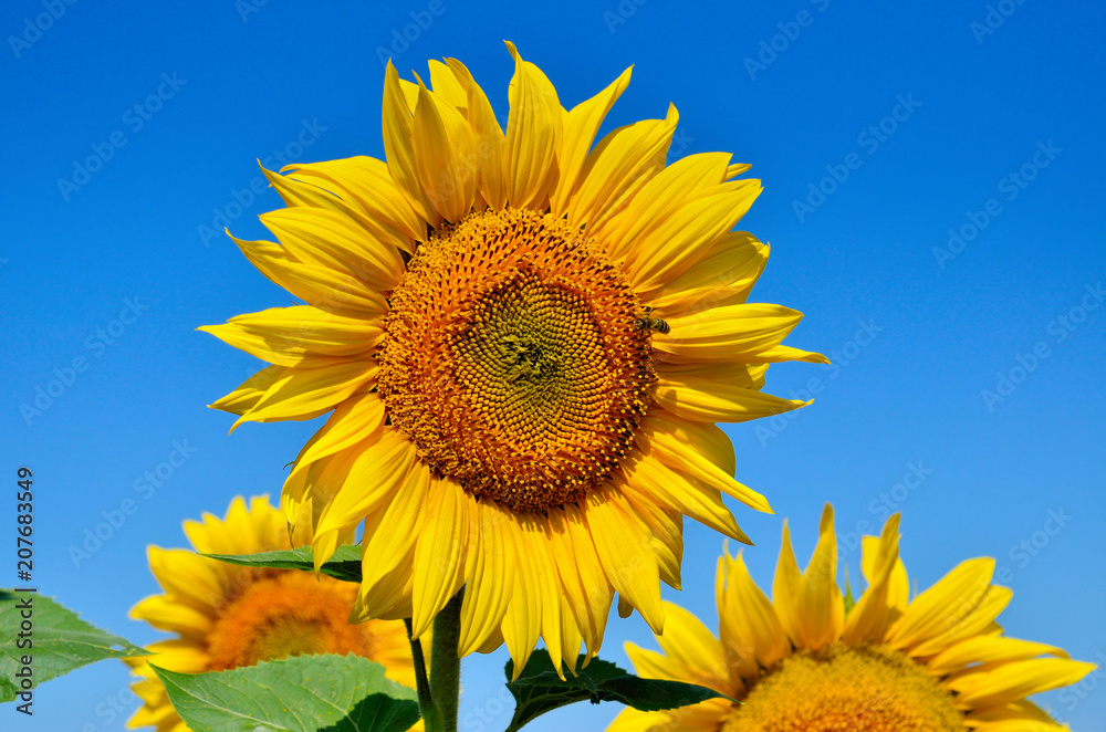 Yellow sunflowers grow in the field. Agricultural crops. Yellow sunflowers grow in the field. Agricultural crops.