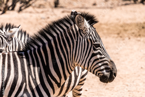 A profile of a zebra