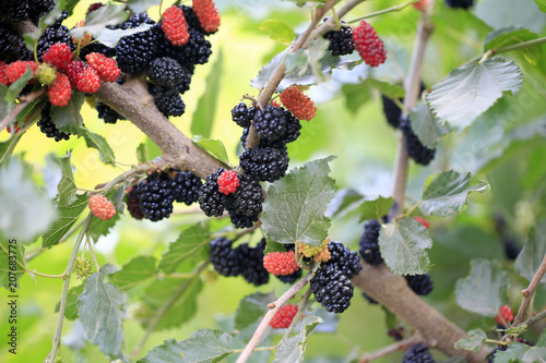 The ripe mulberry is on the fruit tree