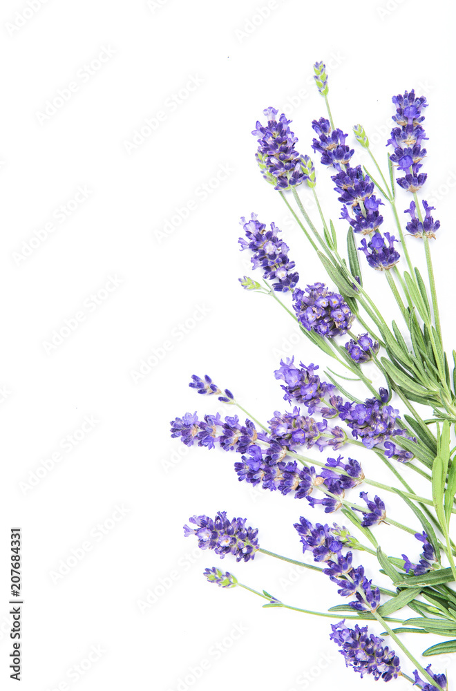 Fototapeta premium Lawenda zioło kwiaty białe tło