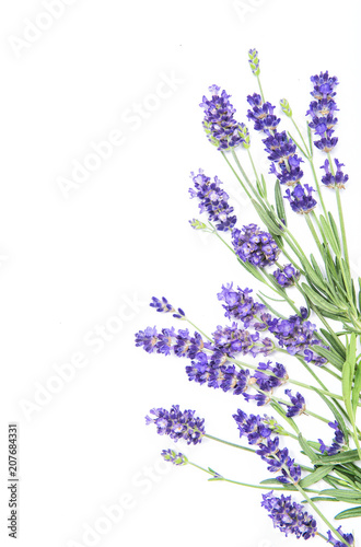 Lavender herb flowers white background