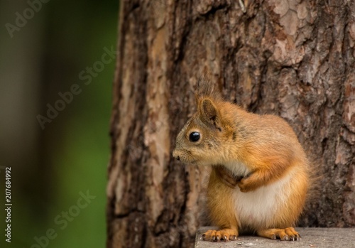 little red squirrel