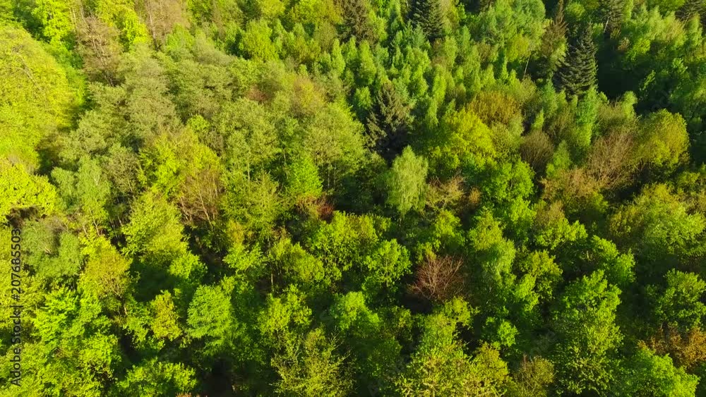 Slow drone flight high above a European mixed forest in spring