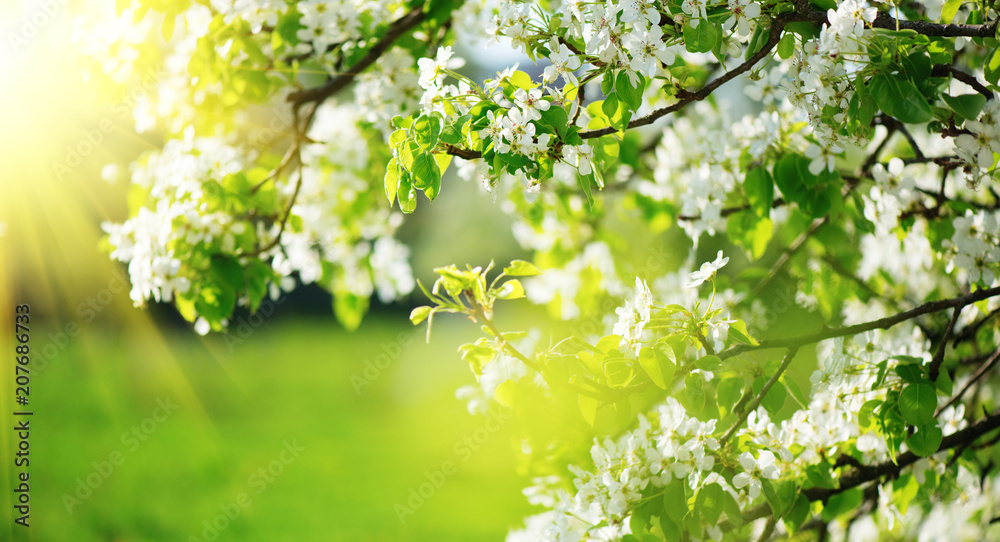 Naklejka premium Tło wiosna kwiat. Scena przyrody z kwitnącym drzewem i rozbłyskiem słońca. Wiosenne kwiaty. Piękny sad