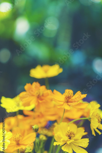 colorful flower on tropical...
