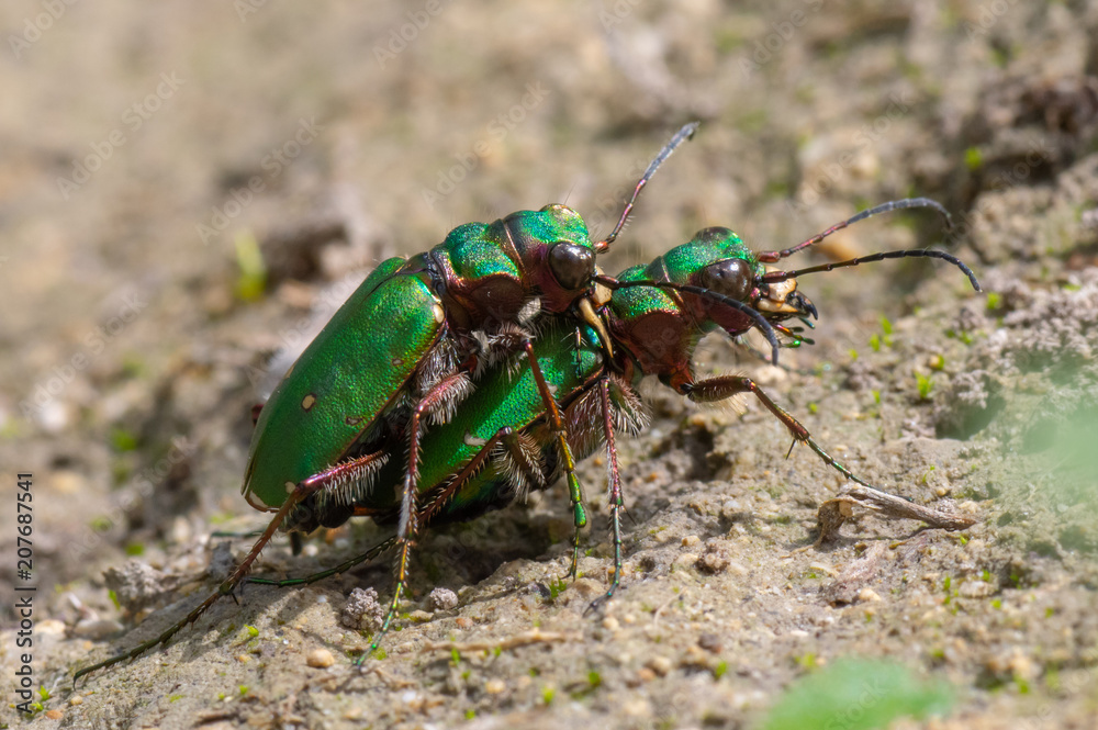 Green tiger beetles (Cicindela campestris) mating. Insects in the family Carabidae in cop, showing metallic colouring and impressive mandibles Green tiger beetles (Cicindela campestris) mating. Insects in the family Carabidae in cop, showing metallic colouring and impressive mandibles