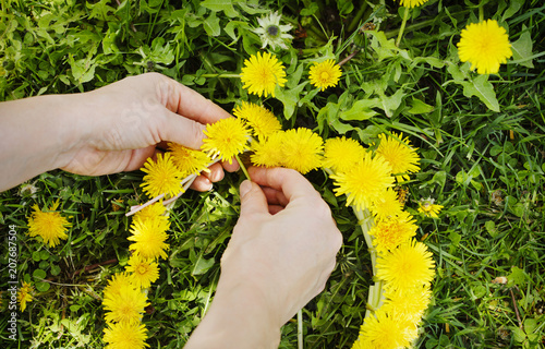 Female hands are weave a wreath of dandelions