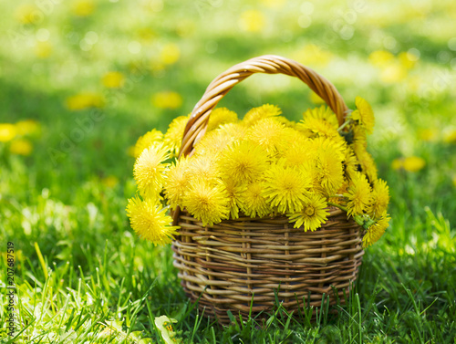Fototapeta Naklejka Na Ścianę i Meble -  Dandelions in the basket