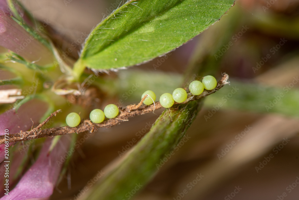 Burnet companion (Euclidia glyphica) ova on red clover. Eggs of moth in the family Noctuidae laid in a row on exposed root of Trifolium pratense Burnet companion (Euclidia glyphica) ova on red clover. Eggs of moth in the family Noctuidae laid in a row on exposed root of Trifolium pratense
