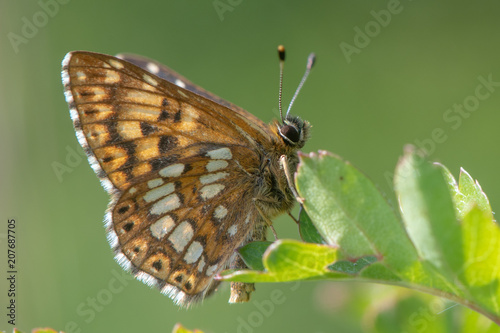 Duke of Burgundy fritillary butterfly (Hamearis lucina) underside. Underside of male insect in the family Riodinidae, perched on leaf © iredding01