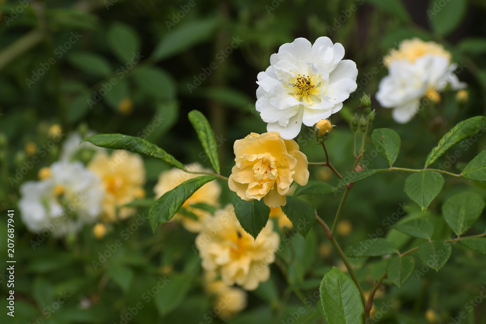 Fototapeta premium Apricot yellow and white flowers of the rambling rose christine helene, the small flowers on long panicles appear several times throughout the summer