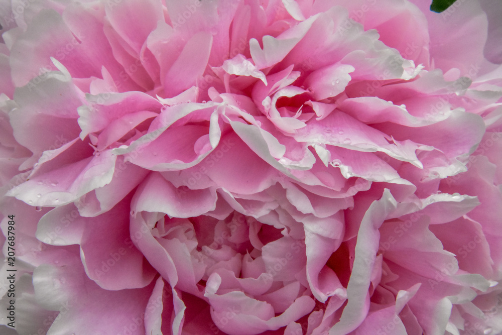 Pink Petal Closeup