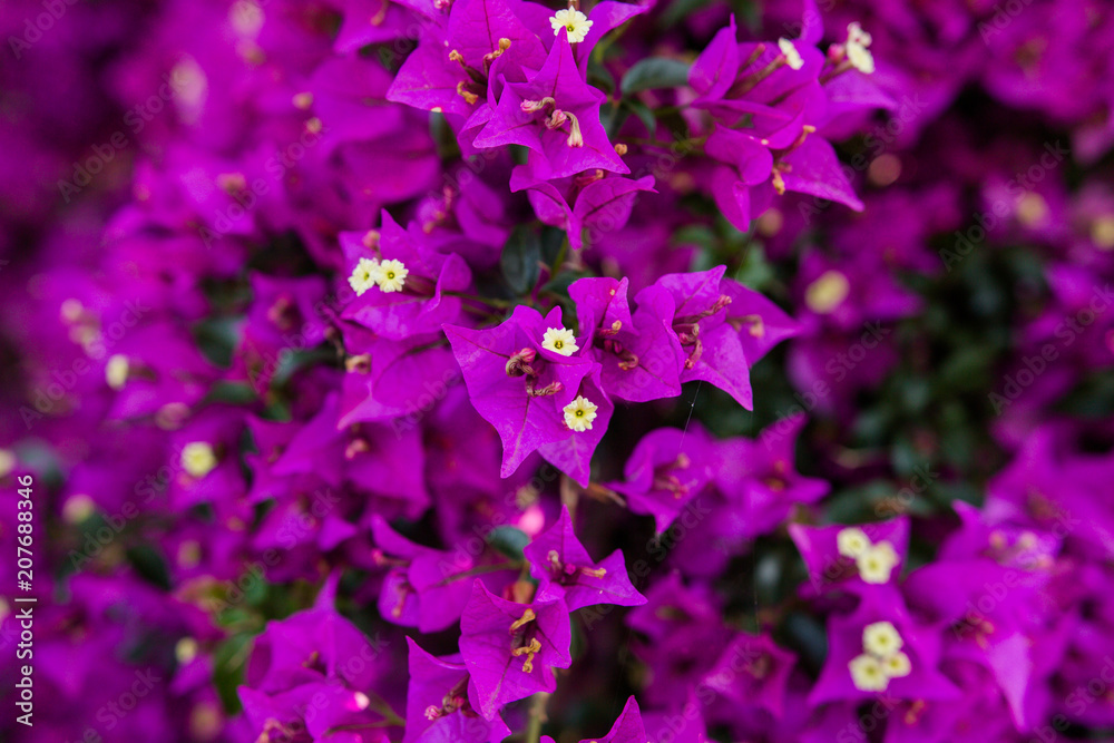 Blooming purple flowers in the open air in Turkey Blooming purple flowers in the open air in Turkey