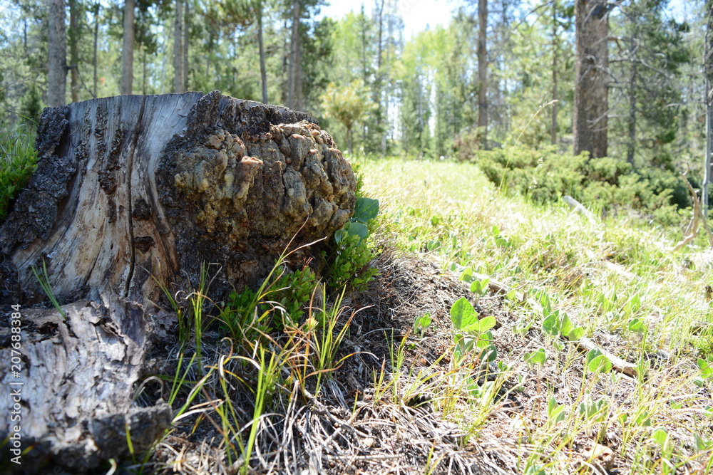 Woods of Wyoming with, grains, trees, and patterns Woods of Wyoming with, grains, trees, and patterns
