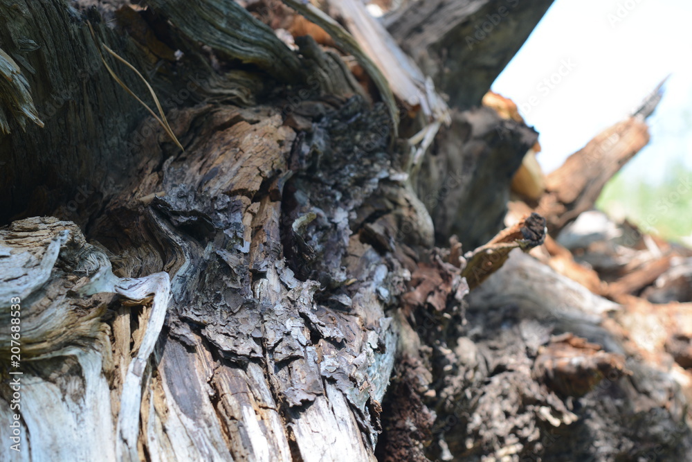 Woods of Wyoming with, grains, trees, and patterns Woods of Wyoming with, grains, trees, and patterns