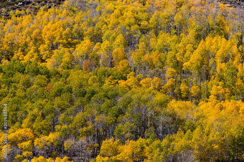 Mountains with aspens in fall