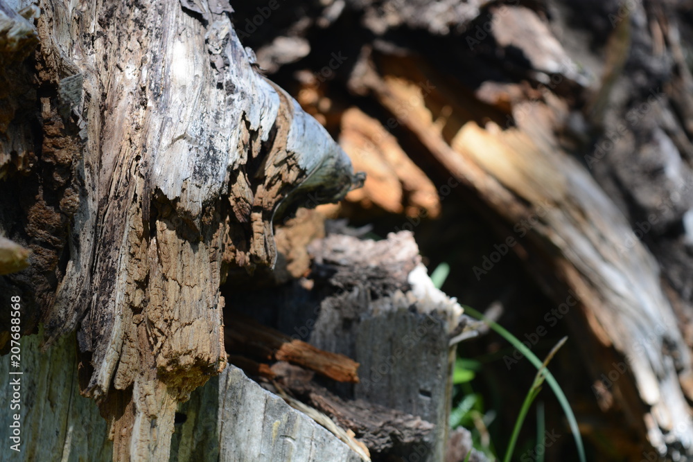 Fototapeta premium Woods of Wyoming with, grains, trees, and patterns 