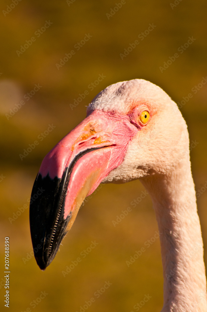 Fototapeta premium Flamingo