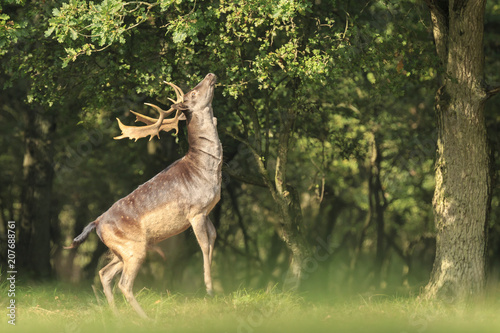 Photo Male fallow deer Dama Dama stand up straight on hind legs.
