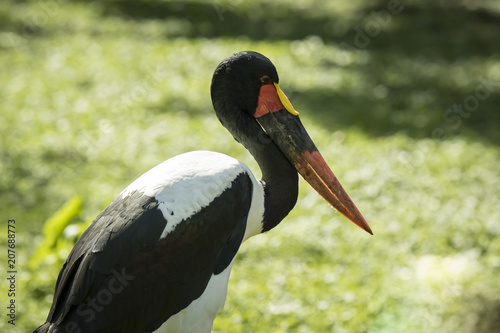 Close up of a saddle-billed stork (Ephippiorhynchus senegalensis) standing in a green meadow