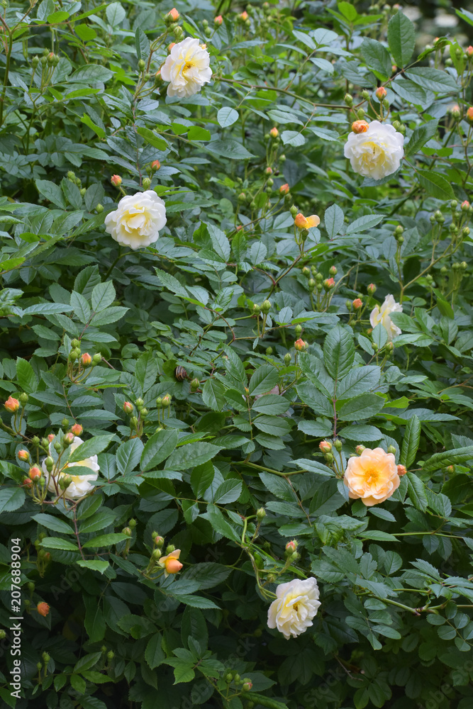 Fototapeta premium rambling or climbing rose