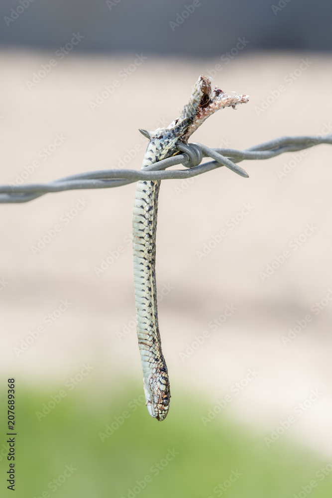 Plains Garter Snake (Thamnophis radix) Impaled on Barbed Wire by a Loggerhead Shrike Plains Garter Snake (Thamnophis radix) Impaled on Barbed Wire by a Loggerhead Shrike