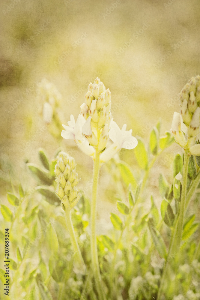 Textured Wildflower Background. Digital Illustration