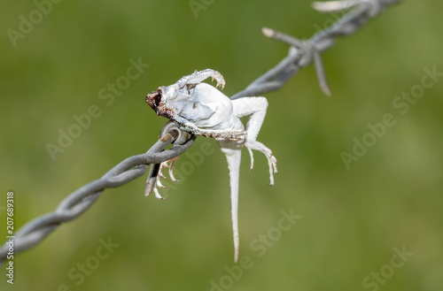 Fototapeta Naklejka Na Ścianę i Meble -  Lesser Earless Lizard (Holbrookia maculata) Impaled on Barbed Wire by a Loggerhead Shrike (Lanius ludovicianus)