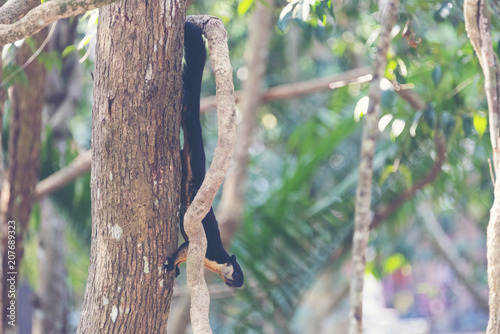 Black giant squirrel, Malay...