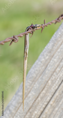 Many-lined Skink (Plestiodon multivirgatus) Impaled on Barbed Wire by a Loggerhead Shrike © RachelKolokoffHopper