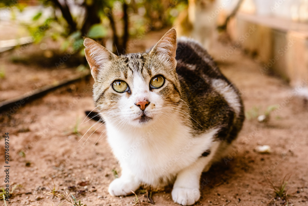Domestic cat looking at camera
